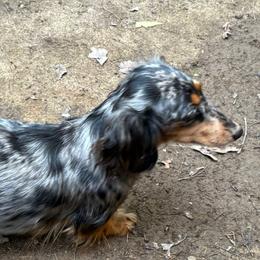 Friday - Dachshund