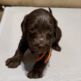 Orange Boy - Chocolate male Australian Labradoodle puppy in West Union, South Carolina from Golden Corner Labradoodles, LLC