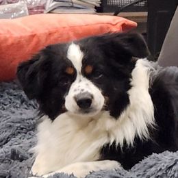 Foxy - Miniature American Shepherd