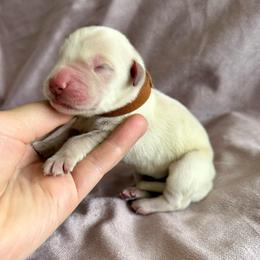 Ryder - Light golden male Golden Retriever puppy in Oregon from Bliss Retrievers
