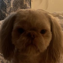 Murphy - Shih Tzu