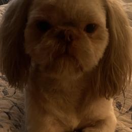 Murphy - Shih Tzu