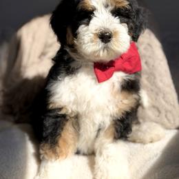 Hermes - male Australian Mountain Doodle puppy in Spanish Fork, Utah from Little Puppy Co.