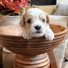 Theodore - Blenheim male Cavachon puppy in Draper, Utah from Peaks Pups — Exceptional by Nature. Raised with Purpose.