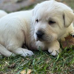 Moose- blue collar- third pick male reserved for Holly - Yellow male Labrador Retriever puppy in Isanti, Minnesota from Four Corners Family Labs