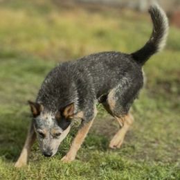 Bean - Australian Cattle Dog
