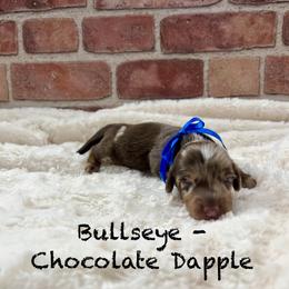 Bullseye - Dapple male Dachshund puppy in Goodyear, Arizona from AZ Low Life Doxies