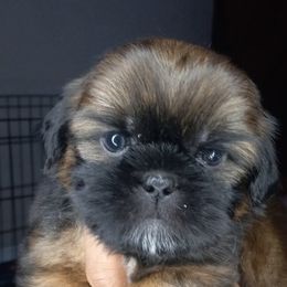 Shih Tzu and Yorkshire Terrier Puppies from Thorntons Fur Crew
