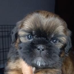 Shih Tzu and Yorkshire Terrier Puppies from Thorntons Fur Crew