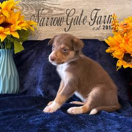 Rusty - White and red male Border Collie puppy in Moody, Texas from Narrow Gate Farm