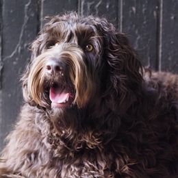 Australian Labradoodles from Gemma Belles Labradoodles
