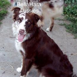 Australian Shepherds from BellaHara