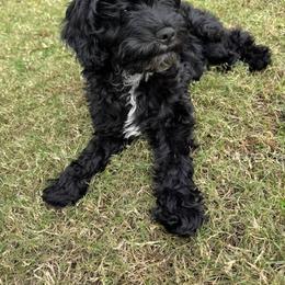 Cavapoo, Cockapoo, Goldendoodle, and Maltipoo Puppies from Perdue Puppies