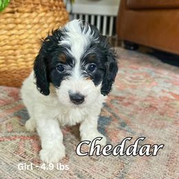 Bernedoodle Puppies from Abby Hamilton