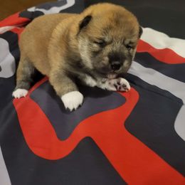 Girl 1 - Sesame Shiba Inu puppy in Iowa from Jordan's Shiba Inu