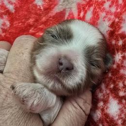 Lilac and white - Lilac female Shih Tzu puppy in Oakville, Washington from Garrard Creek Shih Tzus
