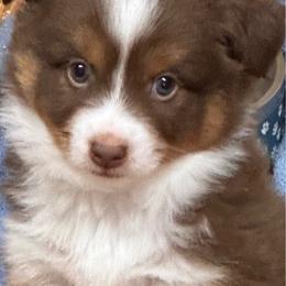 Adam - Red tri-color male Australian Shepherd puppy in Hico, Texas from Chisholm Trail Kennels