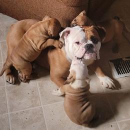 Olde English Bulldogges from Wrinkled Up Creations