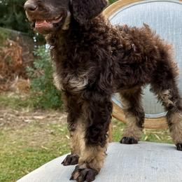 Poodle Puppies from Solara Kennels