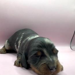 Caelum - Dapple male Dachshund puppy in Barstow, California from Kindle & Burrow Dachshunds