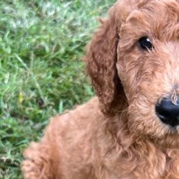 Poodles from Howl at the Moon Standard Poodles