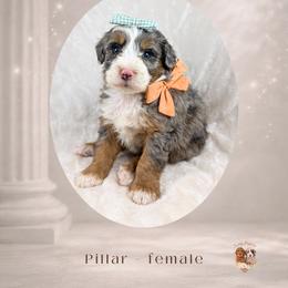 Pillar - Merle female Bernedoodle puppy in Canton, Georgia from Teddy Puppies