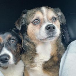 American Corgi, Cardigan Welsh Corgi, and Pembroke Welsh Corgi Puppies from Enok Corgis