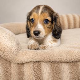 Lucas - Piebald male Dachshund puppy in Gold Canyon, Arizona from Silverking Kennels