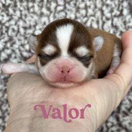 Valor - Chocolate and tan male Chihuahua puppy in Augusta, Georgia from Sophia Jade's Chi Brigade