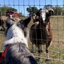 Border Collies from InTune Border Collies