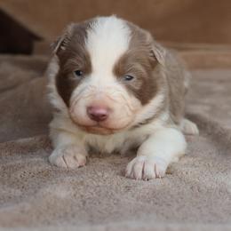 Cooper - Blue Collar - Lilac male Border Collie puppy in Courtland, Alabama from C Bar C Ranch Border Collies