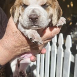 Girl 2 - Black red and white female Beagle puppy in Santa Margarita, California from S&R Ranch