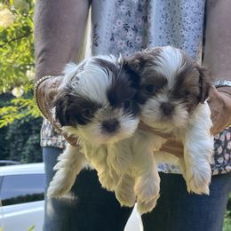 Shih Tzu Puppies from Dempsey’s Darlings