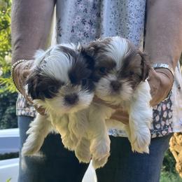 Shih Tzu Puppies from Dempsey’s Darlings