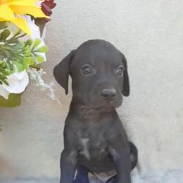 Boy 5 - Black male German Shorthaired Pointer puppy in Laporte, Minnesota from Northern Odyssey Gun Dogs