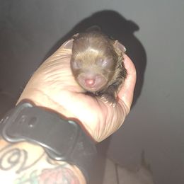 Frankie - Chocolate male Pomeranian puppy in Illinois from Maribel Poms