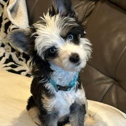 Chihuahua and Chinese Crested Puppies from Western Kentucky Chihuahua’s and Chinese Crested’s