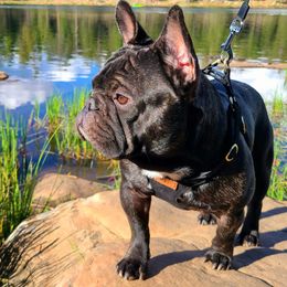 Charlie - French Bulldog
