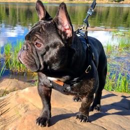 Charlie - French Bulldog