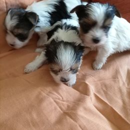 Biewer Terrier and Yorkshire Terrier Puppies from Niczarbiewers