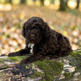 Dean - Brown male Lagotto Romagnolo puppy in Seymour, Missouri from Terra Incognita