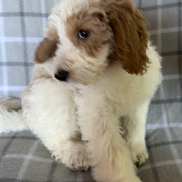 Candy - Parti female Goldendoodle puppy in Clementon, New Jersey from Gilder's Goldendoodles