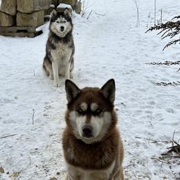 Siberian Huskies from Nyzen Farms