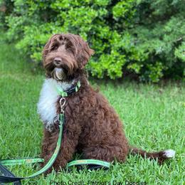 Australian Labradoodle All Grown Up from Sweet Tea Australian Labradoodles