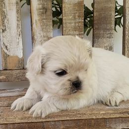 Shih Tzus from Southern Tzu Topia Shih Tzus
