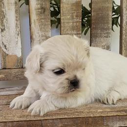 Shih Tzus from Southern Tzu Topia Shih Tzus