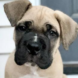 Cane Corso from Milmd Cane Corso
