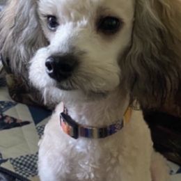 Poodles and Toy Australian Shepherds from 2B Aussies