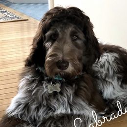 Bernedoodles and Labradoodles from County Line Kennels