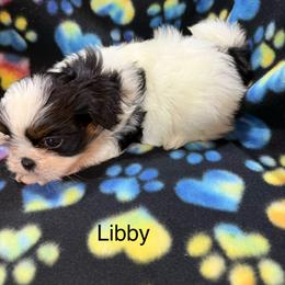 Libby - Black and white female Shih Tzu puppy in Jasper, Indiana from Jacob’s Spoiled Shih Tzu
